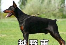 越野車跟改裝車的分別….