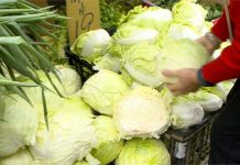 血本無歸!農家阿嬤「被中盤棄單6萬顆高麗菜」 外孫女發文自救「1顆10元自採」外界紛紛響應