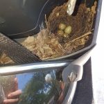 一個禮拜沒騎車,置物箱驚見鳥巢「下一秒鳥媽媽淡定孵蛋」網友崩潰:這我的車欸!