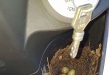 一個禮拜沒騎車,置物箱驚見鳥巢「下一秒鳥媽媽淡定孵蛋」網友崩潰:這我的車欸!