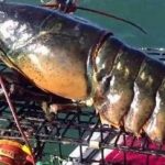 差點闖大禍!捕撈到6.5公斤「巨無霸龍蝦」笑歪 掀起尾巴一看「馬上放生」船長:萬幸牠還活著