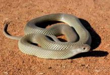 如果夢到蛇「請一定要做這件事」! 民俗老師揭秘:這樣才會發大財.