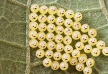 男子野外發現可愛「微笑小圓球」,決定帶回家孵化,沒想到…尷尬了