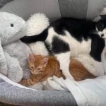 馬麻不在家「橘喵弟好焦慮」! 賓士貓哥一把摟入懷:別怕,有我在