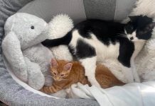 馬麻不在家「橘喵弟好焦慮」! 賓士貓哥一把摟入懷:別怕,有我在