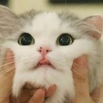 未婚妻嫌「貓細菌太多」要棄養 他無猶豫秒放生:牠是我女兒!