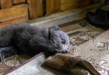 孤兒小熊誤入農場!當局見沒媽「建議安樂」 農夫霸氣收養:我負責!