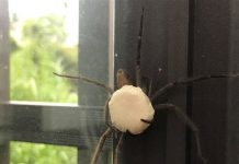 他在牆上驚見神祕生物「揹著白色巨蛋」求助網友,下一步該怎麼做啊?!