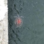 台南野生海龜「背甲有佛字」!水中現鮮紅大字 網怒:這是殺生