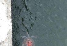 台南野生海龜「背甲有佛字」!水中現鮮紅大字 網怒:這是殺生