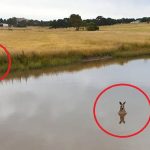 澳洲傳言「別靠近水裡的袋鼠」專家揭真相:千萬別上當!