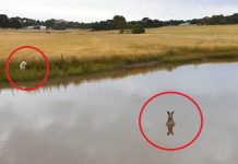 澳洲傳言「別靠近水裡的袋鼠」專家揭真相:千萬別上當!