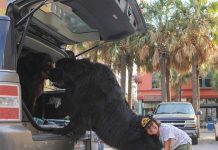 21隻沒發現自己「已經長到滿出來」的汪 比主人大隻「還自以為小狗」:人家還是寶寶啦~