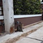 虎斑貓走失3天「欠債回家」 脖子上掛「借據」:牠吃了我家3條魚!