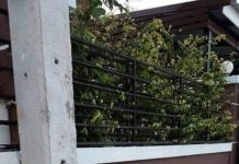 虎斑貓走失3天「欠債回家」 脖子上掛「借據」:牠吃了我家3條魚!