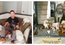 暖男一口氣收養「10隻沒人要老汪」 溫馨動物大家族「平均年齡10歲↑」:牠們就是我家人!