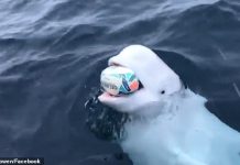 船員幸運遇到「超愛跟人類玩的白鯨」 牠玩傳接球超嗨:再丟給我~