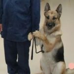 功勳警犬上台領獎「表現好緊張」 一直牽主人手手:人家害羞啦~