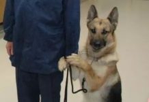 功勳警犬上台領獎「表現好緊張」 一直牽主人手手:人家害羞啦~