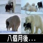 狼狗與北極熊在一起,8個月後生下的小寶寶長這樣