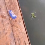 教生命的意義!爸爸帶兒放生小青蛙 入水下秒「就被魚吞掉了」