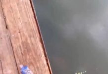 教生命的意義!爸爸帶兒放生小青蛙 入水下秒「就被魚吞掉了」