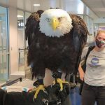 本鵰不飛了!白頭海鵰搭飛機「乖乖排隊過安檢」 眼神逗笑網:好可愛