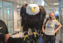 本鵰不飛了!白頭海鵰搭飛機「乖乖排隊過安檢」 眼神逗笑網:好可愛