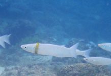 潛水發現「已婚的魚」! 摘下婚戒好驚訝:奇妙的巧合