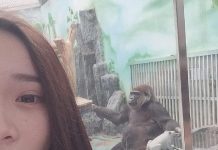 妹子在動物園跟猩猩拍照,回家看照片才發現不對勁!