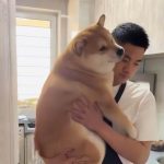 自己的柴自己寵!主人炒菜「20kg阿柴狂求抱抱」 他無奈:沒辦法太黏人