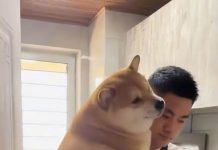 自己的柴自己寵!主人炒菜「20kg阿柴狂求抱抱」 他無奈:沒辦法太黏人