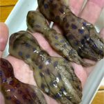 他貼章魚照喊「美味」!內行一看嚇傻:超猛毒素可殺26人!