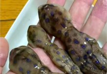 他貼章魚照喊「美味」!內行一看嚇傻:超猛毒素可殺26人!