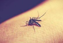 蚊子最愛叮的「4類人」小心你也上榜!