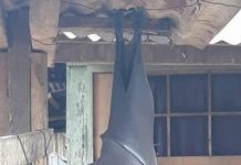 後院驚見「超巨大蝙蝠」倒掛,難道是阿嬤養的蝙蝠?網友起底….原來是「國寶級蝙蝠」