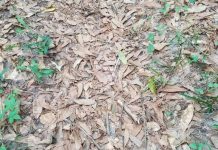 眼力大挑戰!上傳圖片說「有蛇」 網友找半天崩潰:到底在哪裡?