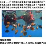 去浮潛還沒丟吐司「魚就游來一堆」正疑惑時,老婆急拉他出水面…他崩潰了