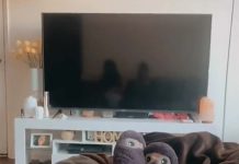 電視反射見「神秘男影坐旁邊」 , 她嚇傻:我家只有我自己!影片很驚人!