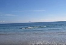 巴西海灘發生「奇怪現象」,30隻海豚一起擱淺….下一刻出現珍貴畫面!