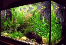 水族箱的魚莫名變少,原因是太久沒清水族箱…長出了可怕的「東西」!