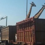 「身長超過500公分的長頸鹿」是怎麼被運到動物園的?