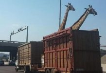 「身長超過500公分的長頸鹿」是怎麼被運到動物園的?