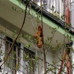 樹上有「無頭動物」!趕緊通報「動保救援」一看:哪個王Ⅹ蛋丟的?