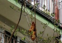 樹上有「無頭動物」!趕緊通報「動保救援」一看:哪個王Ⅹ蛋丟的?