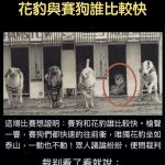 花豹跟賽狗到底誰更快