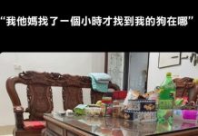 第一眼找到狗的人神了!