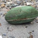 她撿到「像西瓜的大貝殼」帶回家當擺飾,爸爸看到卻奮興大叫:發大財了!