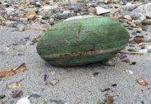 她撿到「像西瓜的大貝殼」帶回家當擺飾,爸爸看到卻奮興大叫:發大財了!