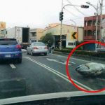 有魚跳車!「整條大鮪魚」躺路邊…網友驚:誰的100萬掉了?